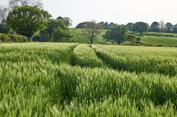 Green wheat fields tramlines tapton.jpg